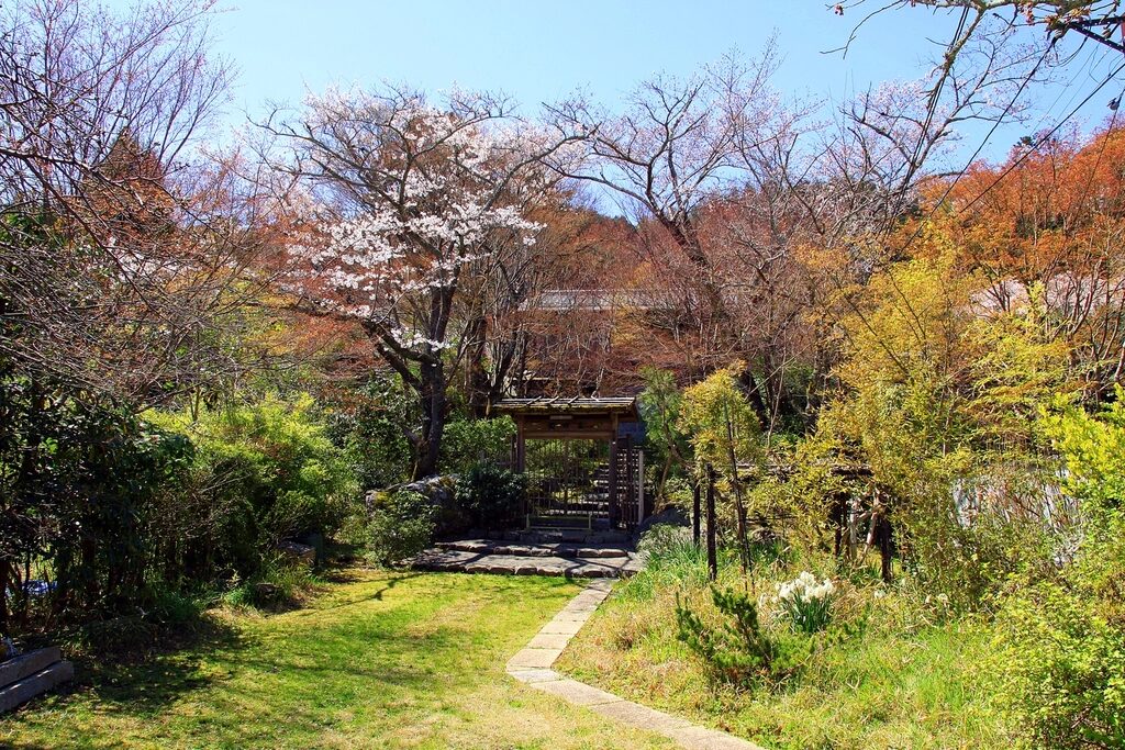 A garden path through mixed shrubs