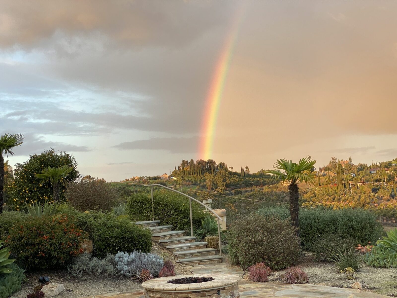 A dry garden with gravel, stone steps and shrubs